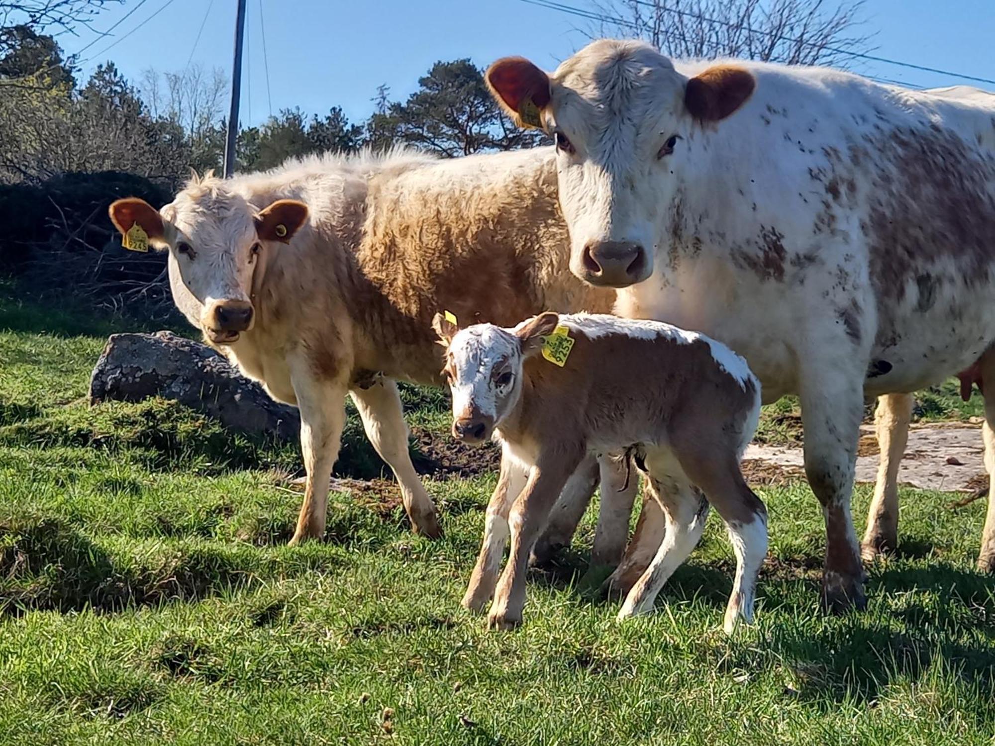 Sommaroe Stugor Föglö Exterior foto